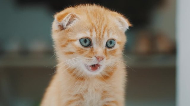 little red kitten breed Scottish fold eats out of a bowl