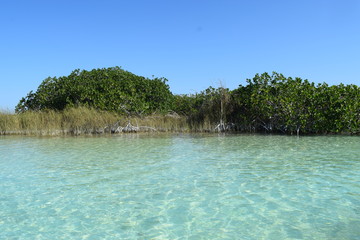 Mangroves in Mexico