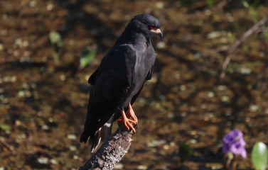 Snail Kite 