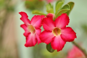 Vivid pink azalea flowers. Adenium obesum.