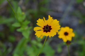 Coreopsis Leavenworthii Flower In Bloom
