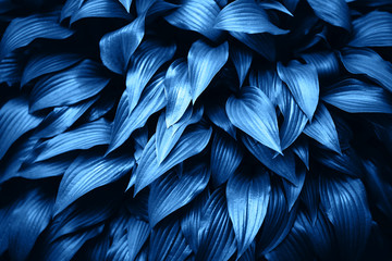 Blue leaves background. Grass and dew abstract background.