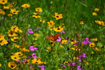 Fototapeta premium Orange Butterfly Flying Above Yellow And Purple Flowers 