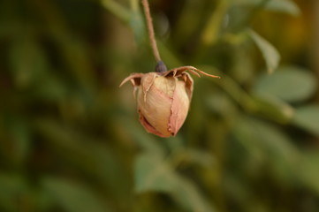flor unica