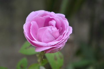 flor rosa