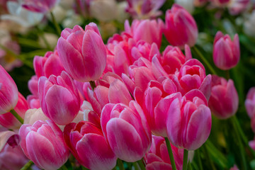 Fototapeta premium Close-up of pink tulips in a field of pink tulips. Selective focus 