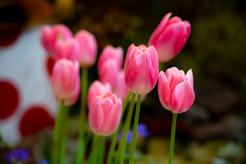 Fototapeta premium Close-up of pink tulips in a field of pink tulips. Selective focus 