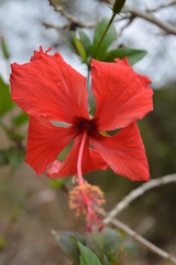 Fototapeta premium flor