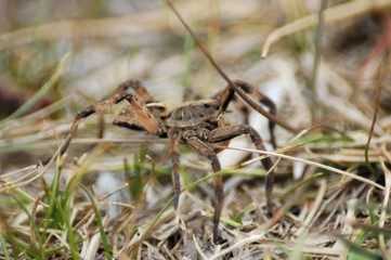 araña camina spider