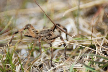 araña camina spider