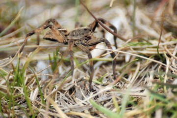 araña camina spider