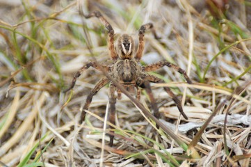 araña camina spider