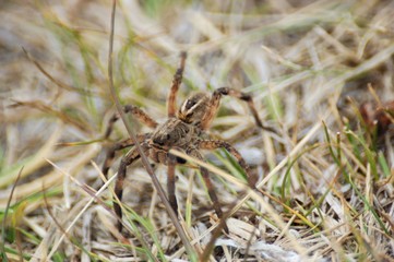 araña camina spider
