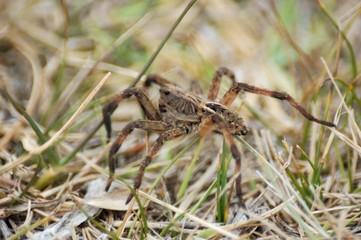 araña camina spider