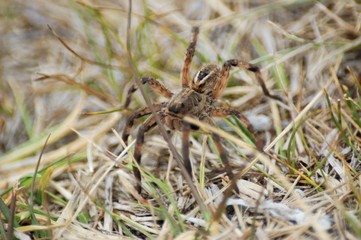 araña camina spider