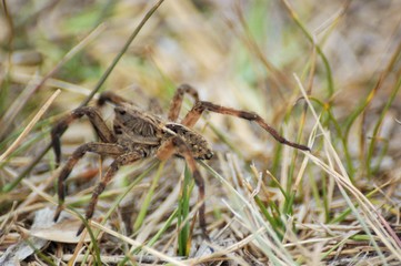 araña camina spider