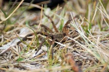 araña camina spider
