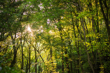 Forest and Bright Sunlight