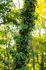Fototapeta na wymiar Tree in a Forest and Green Leaves