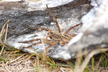 araña camina spider