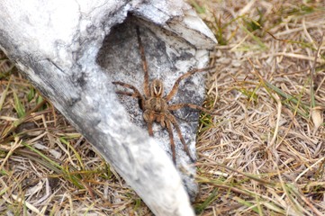 araña camina spider