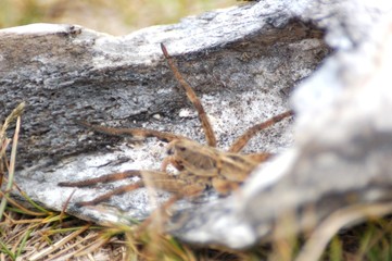 araña camina spider