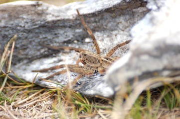 araña camina spider