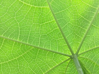 Close up green leaf of papaya with leaf's bones. 