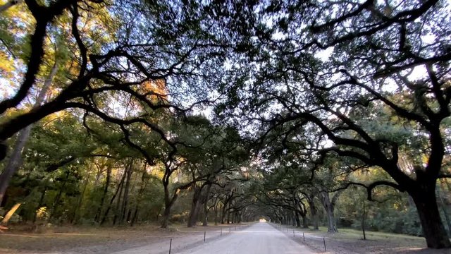 Driving down a road lined with huge Live Oak trees in Savannah Georgia