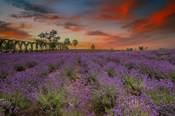 sunset over lavender field