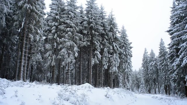 Snow covered trees in winter, people hiking on the Rennsteig in Germany