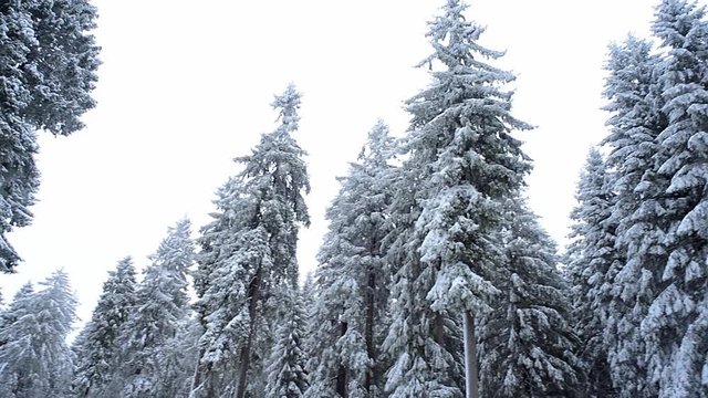 Winter Landscape at the Rennsteig, in the Thuringian Forest with snow covered trees