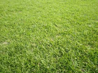 green grass in the field