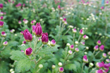 Flower garden, winter flower in Thailand, beautiful flower.