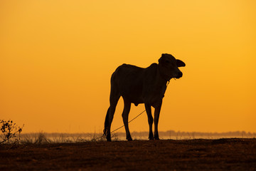 Fototapeta na wymiar Cute calf silhouette against sunset background, cow in Thai countryside