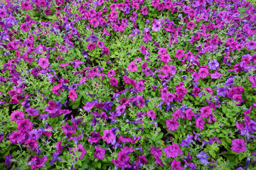 Flower garden, winter flower in Thailand, beautiful flower.