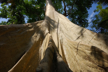 300 years old giant bee tree was found in the betel nut forest , Ban Rai ,Uthaithani. Most of...