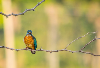 Portrait of a Bird