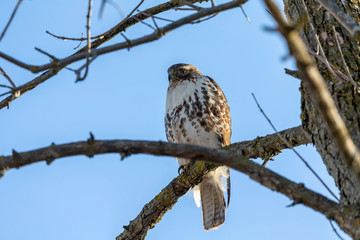 Juvenile  red-tailed hawk (Buteo jamaicensis). Natural scene from Wisconsin
