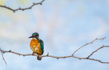 Portrait of a Bird