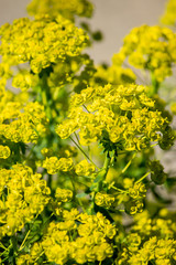 yellow yarrow growing in bright spring bunches