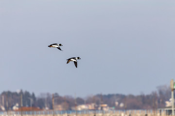 The common goldeneye (Bucephala clangula) in flight during migration from the north