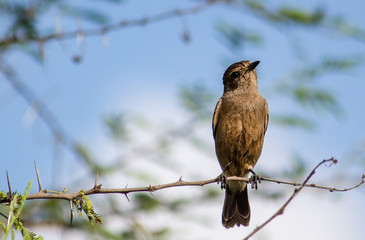 Portrait of a Bird