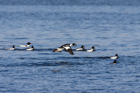 The common goldeneye (Bucephala clangula). large flocks of these  ducks pull during early winter  from north  to south each year