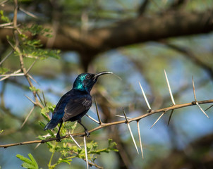 Portrait of a Bird