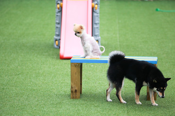 Naklejka na ściany i meble Happy puppies in a private playground