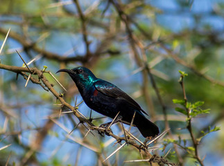 Portrait of a Bird