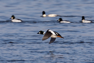 The common goldeneye (Bucephala clangula) in flight during migration from the north