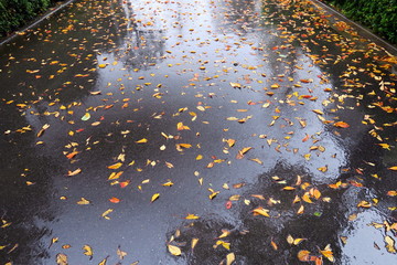 枯れ葉散る雨の舗道と躑躅の植え込みのある風景