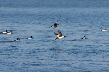 The common goldeneye (Bucephala clangula). large flocks of these  ducks pull during early winter  from north  to south each year